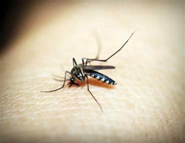 Dengue Outbreak Looms as Flood-Hit Pakistan Braces for Post-Monsoon Health Crisis